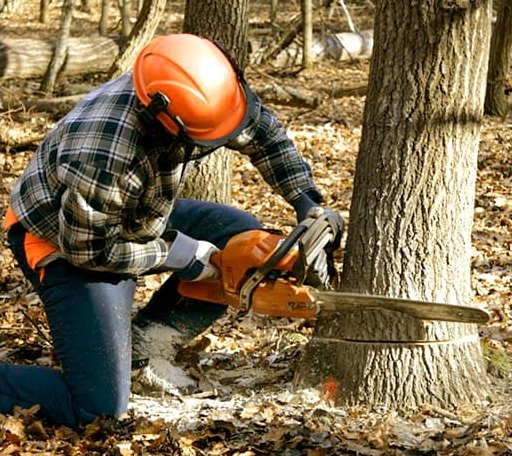 Tree Removal in Bellefontaine, OH